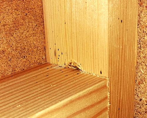 ślady pluskwy, odchody pluskwy – rama łóżka 